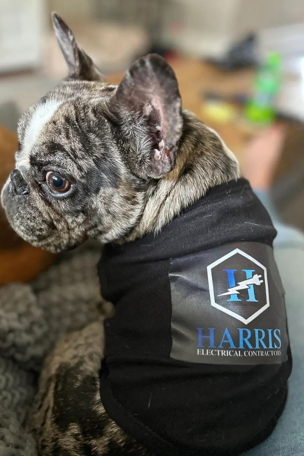 Harris Electrical Contractors mascot, a brindle French bulldog, wearing a company hoodie